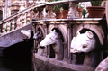 Fontana Pretoria: particolare di alcune sculture di teste di animali